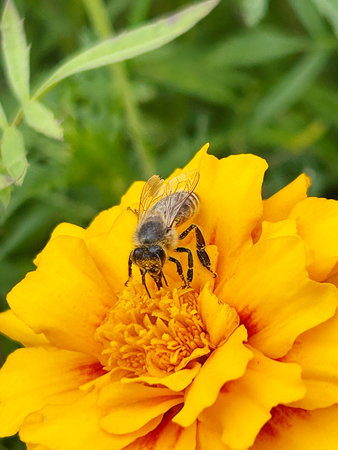 Bee collecting pollen on yellow marigold flower in the garden.