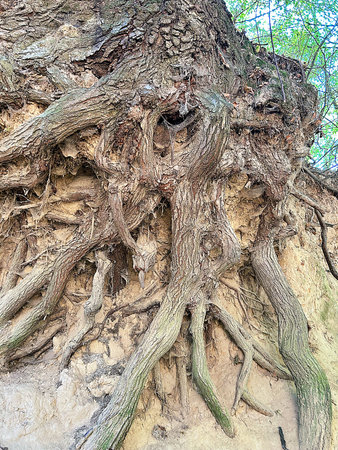 Old tree roots in the forest, close-up. Nature background
