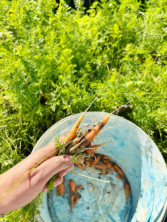 picking carrots in the garden, young carrots, orange vegetablesの写真素材