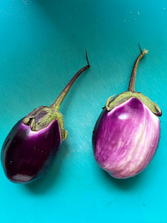 small eggplants, garden harvest, purple eggplantsの写真素材