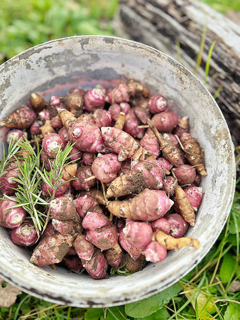 Jerusalem artichoke in a bowl with rosemary on the grass