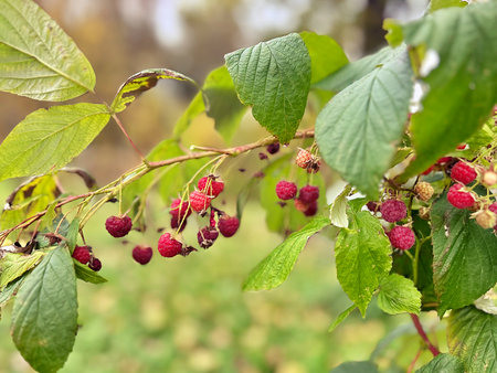 raspberries on the bush, red raspberries, fresh fruit