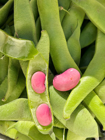 Haricot beans in the garden, closeup of photo.の写真素材