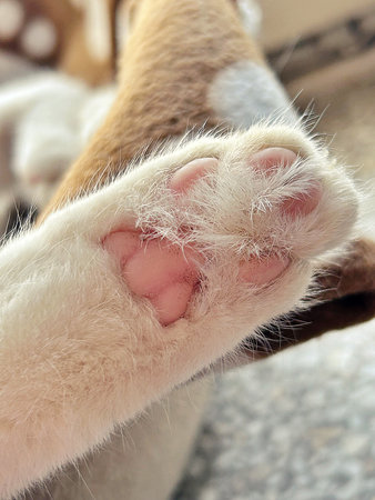 cat's paw, resting cat, furry animals, paw padsの写真素材