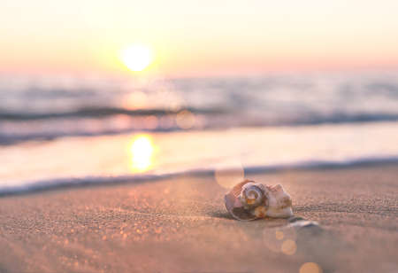 Sandy sea beach Beautiful small shell on the sandy seashoreの写真素材