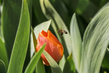 Tulip buds in soft light on blurred background Spring season Floral background spring flowersの写真素材