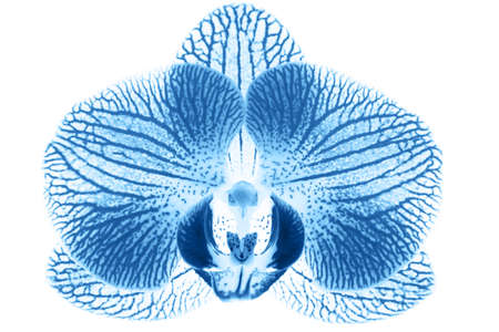 Blue orchid flower on a white background blue phalaenopsis background Abstract backgroundの写真素材