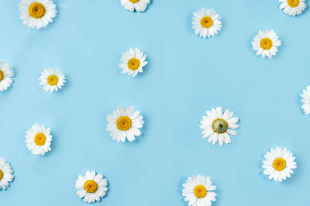 Pattern made of chamomile flowers on a blue background. Background for your creative projectの写真素材