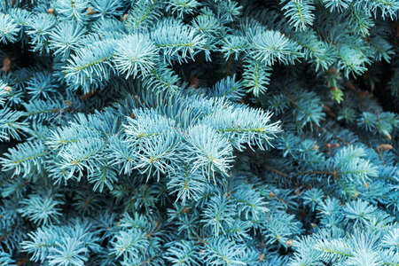 Background fromblue pine fir branches. Texture of blue pine fir branches. Christmas background for your creative idea.の写真素材