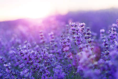 Blurred nature scenes. Lavender flowers beautiful nature field scene in sunlight. Lavender flower background. Dawn in a lavender field.の写真素材