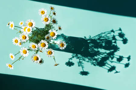Pattern from a glass with water and chamomile flowers with a shadow. Green background, hard light.の写真素材