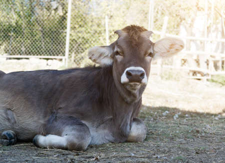 A Swiss cow calf lays on the grass. Swiss breed of cows.の写真素材