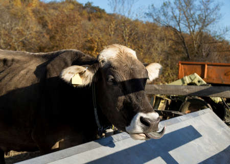 The cow drinks water. Close-up view of a cow.の写真素材