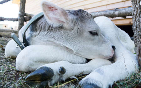 Very beautiful white newborn calf of the Swiss breed of cows
