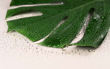 Fresh live tropical leaves on a light background close-up. Creative layout from tropical leaves. Minimal summer exotic concept.の写真素材