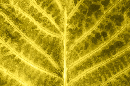Natural texture background with details. Skeletal leaf An autumn leaf with yellow and brown spots. Macroの写真素材