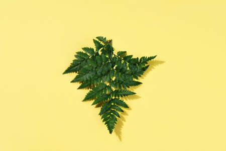 Green fern leaf pattern on yellow background Natural background. Tropical summer background.の写真素材