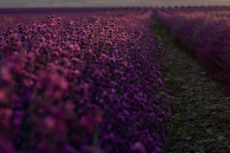 Blurred background. Beautiful lavender floral background. Beautiful lavender field on a summer day in the rays of the dawn sun.の写真素材