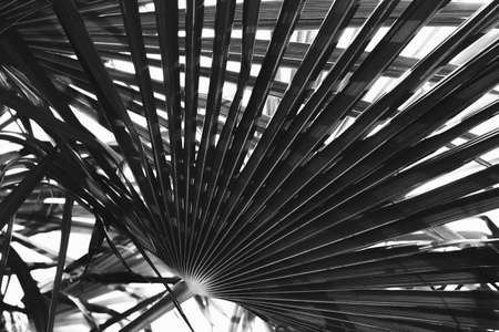 Black and white view of beautiful tropical palm leaves natural background. Natural background black-white concept.の写真素材