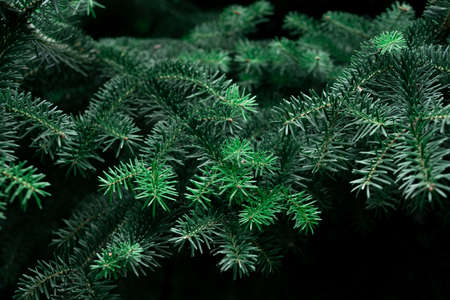 Pattern of beautiful young branches from a Christmas tree. Christmas background.の写真素材