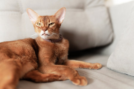 Angry cat lies on the sofa for background.の写真素材