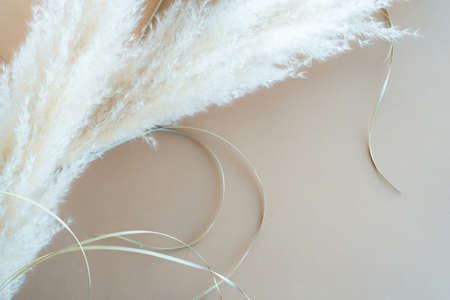 Dry leaves on a beige background. Copy space for your design. Photo in flat lay styleの写真素材