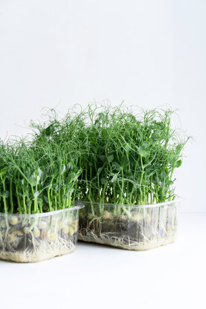 Pea microgreens fresh herbs on a white background. Healthy lifestyle, vegetarian organic products. Green natural background texture.の写真素材