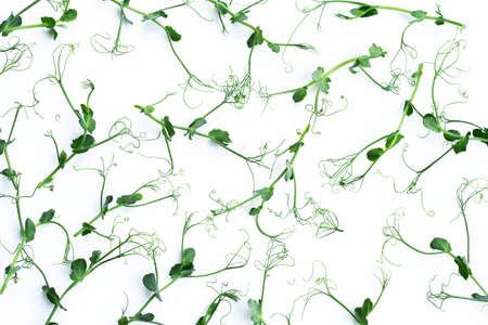 Pea microgreens fresh herbs on a white background. Healthy lifestyle, vegetarian organic products. Green natural background texture.の写真素材