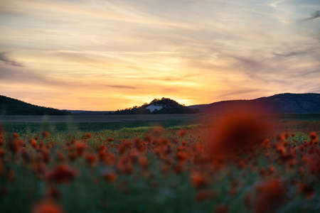 Background beautiful blooming poppy field in the rays of the setting sun. Spring flowers background for your designの写真素材