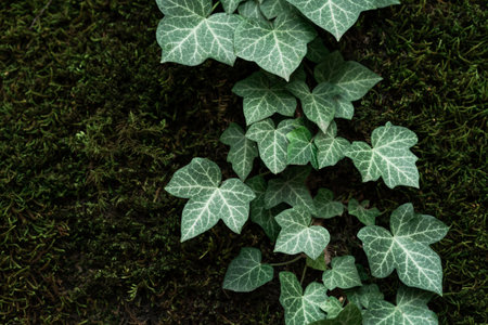 Beautiful green ivy leaves grow on a stone covered with green lush moss. natural background.の写真素材
