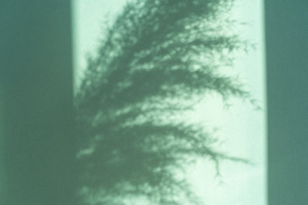 Dry pampas grass beige color sun and shadows on a green background close-up. natural texture background. The concept of minimal natureの写真素材