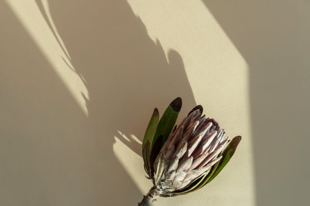 Dried protea flower and sun shade on a beige background close-up. Minimal nature conceptの写真素材