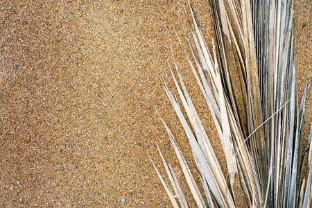 Dry palm leaf on sandy beach texture. summer background for creative design