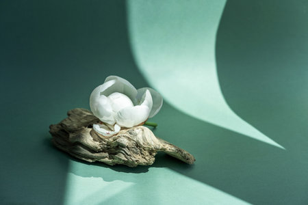 Podium for exhibitions and product presentations material stone, wood. Beautiful green background made of natural materials. Abstract nature scene with composition Product presentationの写真素材