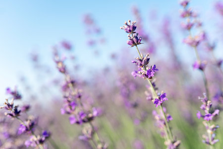 Blurred nature scenes Lavender flowers beautiful nature field scene in sunlight Lavender flower background. Dawn in a lavender fieldの写真素材