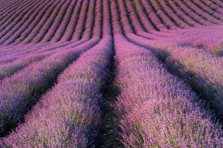 Blurred nature scenes Lavender flowers beautiful nature field scene in sunlight Lavender flower background. Dawn in a lavender fieldの写真素材