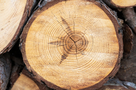 Background from round wooden trunks. wooden logs and stumps. Winter stocks of firewood
