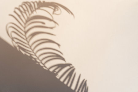 Shadows of a palm tree in sunlight on a light background. Beautiful summer background holidays, travel, vacationの写真素材