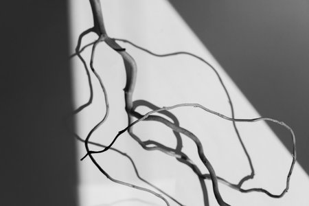 Tropical leaf shadow empty background composition for product presentation. The background is black and whiteの写真素材