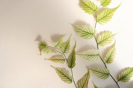 Tropical leaf shadow blank background composition for product presentation. The background is beige....