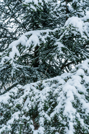 Christmas tree branches in the snow with Christmas tree lights. Snowy winter natural backgroundの写真素材
