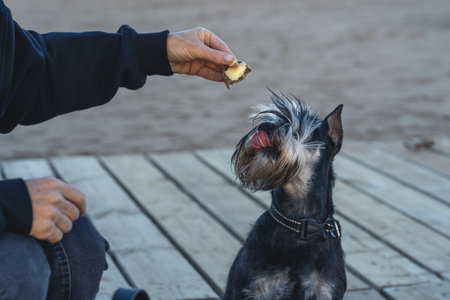 Woman playing with a dog on the beach, concept of freedom, happiness, relaxation, travel. Holidays...