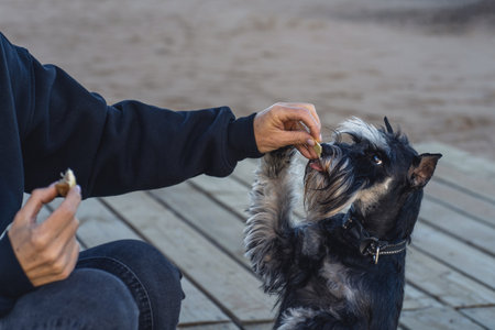 Woman playing with a dog on the beach, concept of freedom, happiness, relaxation, travel. Holidays with family and animals