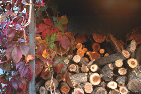Background from round wooden trunks. Wooden logs and stumps. Winter stocks of firewoodの写真素材