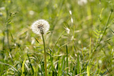 Sun on green grass natural natural texture background. Close-up of a green lawn in the sunの写真素材
