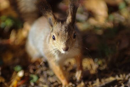portrait of a squirrel in an autumn parkの写真素材