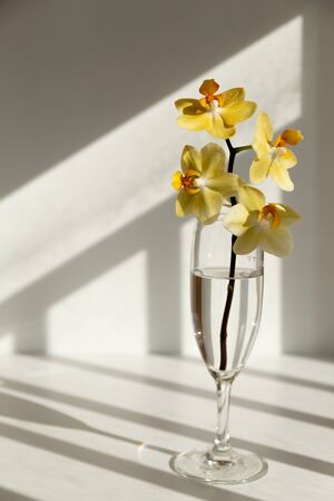 yellow Orchid in a glass against the shadows on the wallの写真素材