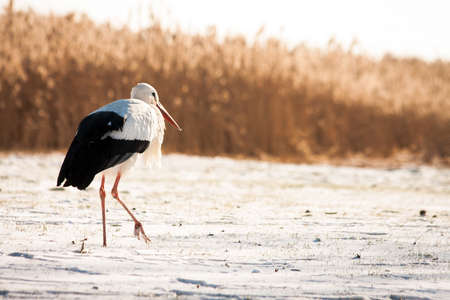 Beautiful stork at the park outdoorsの写真素材