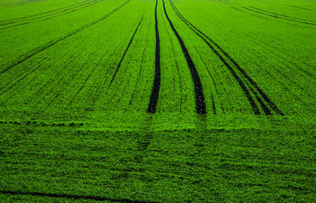 Green field close up の写真素材