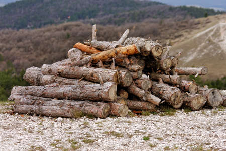 Firewood in nature close upの写真素材